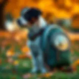 A stylish bubble backpack designed for a dog