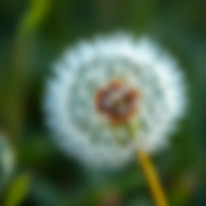 Intricate Design of Dandelion Vinyl Decal Close-up of a dandelion vinyl decal showcasing intricate design details