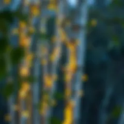 Illuminated birch branches showcasing their natural beauty