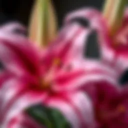 Close-up of silk stargazer lilies showcasing intricate petal details